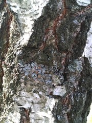 Background structure of a beautiful birch tree bark