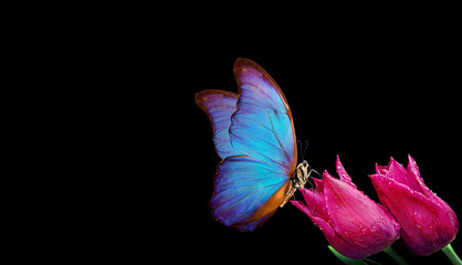 Beautiful blue morpho butterfly on a flowers on a black background.Tulip flowers in dew drops isolated on black. Tulip buds and butterfly. copy spaces.