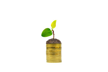 Business Money Growth Concept : Green sprout tree on stacked golden coins isolated on white background.