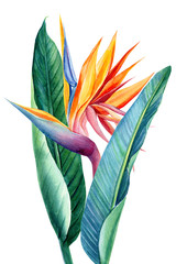 set tropical bright flowers and leaves, paradise flower, strelitzia on white background, watercolor illustration, botanical painting