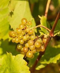 bunch of ripe yellow grapes on a branch