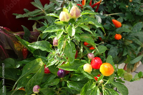 屋外のカラフルな五色唐辛子 Buy This Stock Photo And Explore Similar Images At Adobe Stock Adobe Stock