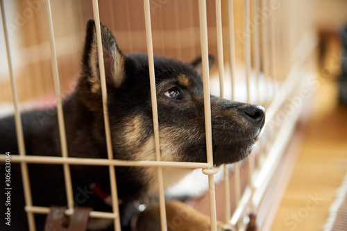 柴犬 上を向く 視線 アップ Buy This Stock Photo And Explore Similar Images At Adobe Stock Adobe Stock 柴犬 上を向く 視線 アップ Buy This Stock Photo And Explore Similar Images At Adobe Stock Adobe Stock