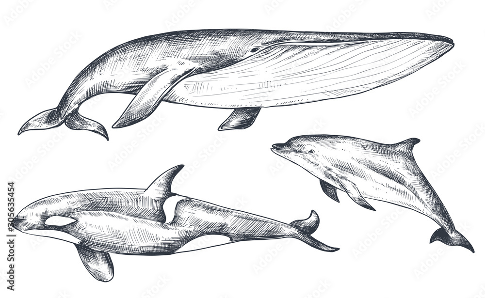 Vector collection of hand drawn ocean and sea animals in sketch style ...