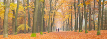 Couple Walks In Autumnal Forest Near Zeist In Holland