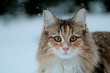 A portrait of a bold and beautiful norwegian forest cat female staring at the photographer