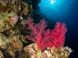 Fototapeta Do akwarium - seabed in the red sea with coral and fish