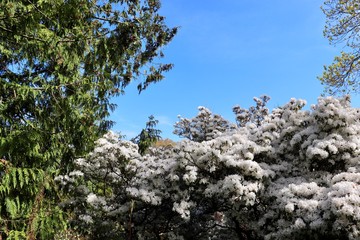 Bush with white flowers set against a clear blue sky