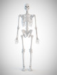 © Sebastian Kaulitzki - 3d rendered medically accurate illustration of the human skeleton