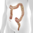 3d rendered medically accurate illustration of the human colon