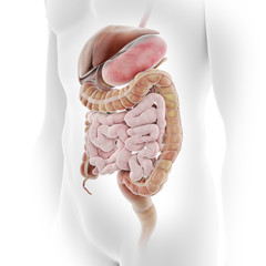 Wall Mural - 3d rendered medically accurate illustration of the human digestive system