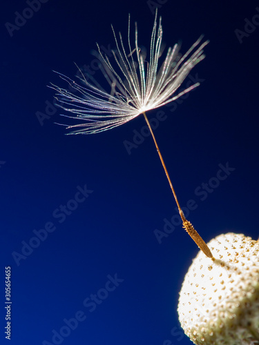 one last dandelion seed macro photo on a blue background