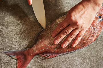 Wall Mural - Filleting red sea bream with knife 