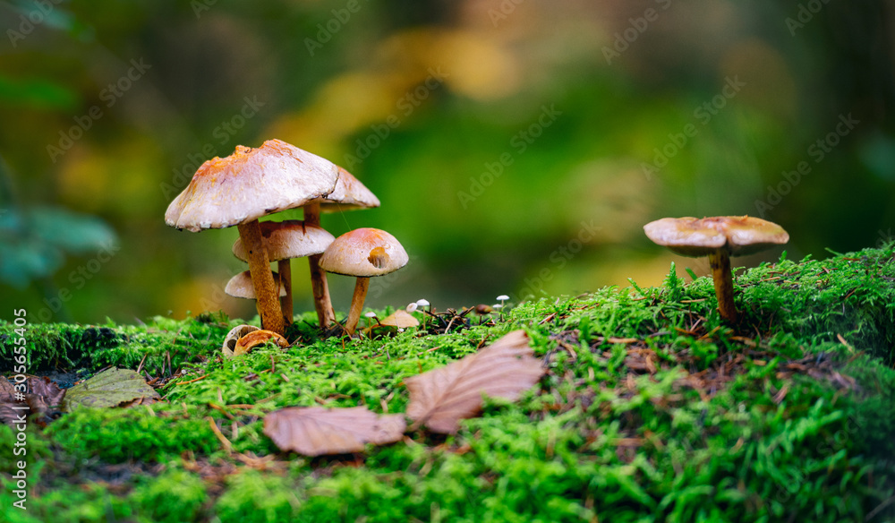 mushroom in forest - obrazy, fototapety, plakaty 