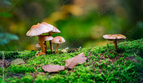 mushroom in forest
