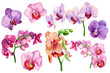set of exotic orchid flowers on isolated white, botanical painting, watercolor illustration, tropical flora