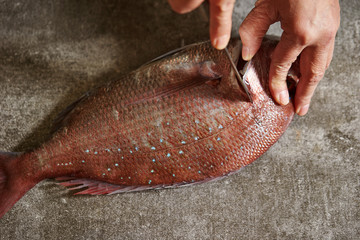 Poster - Filleting red sea bream with knife 