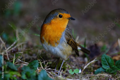 Fototapeta na szkło Dość robin