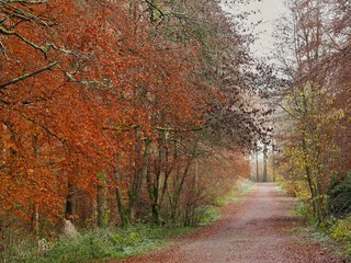 Poster - English Woodland 