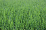 Fototapeta  - green grass background