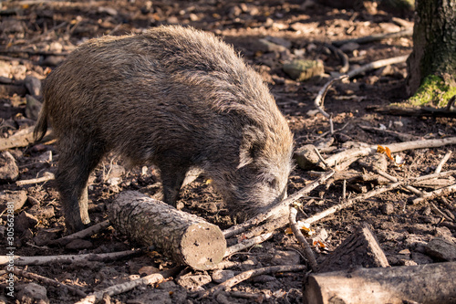 Boar Digs In The Forest Floor Stock 写真 Adobe Stock Boar Digs In The Forest Floor Stock 写真 Adobe Stock