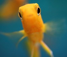 Colourful Fish In An Aquarium