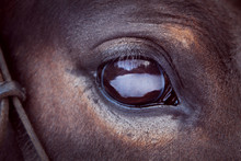 Brown Horse Eye Close-up With Big Eyelashes And Sad Smart Look