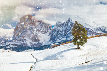 Beautiful Winter at Alpe di Siusi, Seiser Alm - Italy - Holiday background for Christmas.