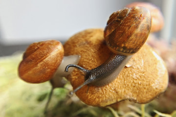 On a blurred background, two grape snails on a mushroom. Selective focus.