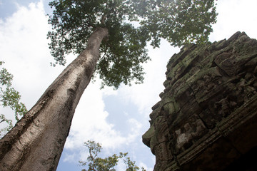 Huge tree next to weathered temples of 