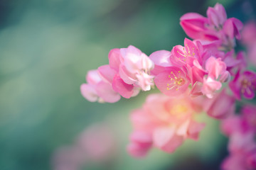 Wall Mural - Pwgchmpo flowers in springtime, beautiful pink flowers