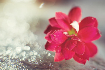 Wall Mural - kalanchoe flower macro bokeh. red flower with a drop of water close up