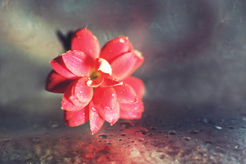 Wall Mural - kalanchoe flower macro bokeh. red flower with a drop of water close up
