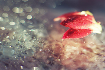 Wall Mural - red flower petal with a drop of water macro