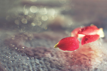 Wall Mural - red flower petal with a drop of water macro