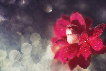 Wall Mural - kalanchoe flower macro bokeh. red flower with a drop of water close up