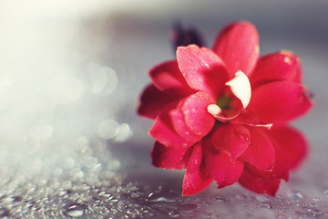 Wall Mural - kalanchoe flower macro bokeh. red flower with a drop of water close up