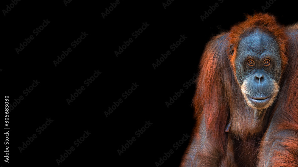 Banner with portrait of funny colorful Asian orangutan at black background with copy space for text, adult, details - obrazy, fototapety, plakaty 