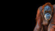 Banner with portrait of funny colorful Asian orangutan at black background with copy space for text, adult, details