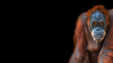 Banner With Portrait Of Funny Colorful Asian Orangutan At Black Background With Copy Space For Text, Adult, Details