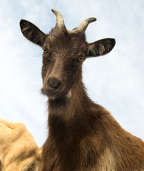 Wall Mural - Portrait of  horned brown funny goat