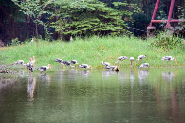 Wall Mural - Chai nat Thailand December 26 2019 see birds at Chai NAT Bird Park is a place of chainat province. Bird cage is the biggest in Asia, covering an area of 26 hectares and contains various species birds.