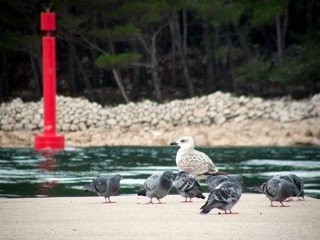 Wall Mural - gull