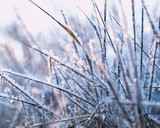 Fototapeta Dmuchawce - beautiful natural background with grass covered with transparent ice crystals and frost shiny in the morning sun