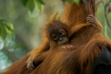 Baby Orangutan Hugging Mother