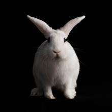 White Rabbit Isolated On A Black Background