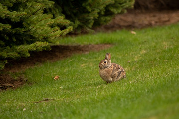 A wild, brown rabbit browses near shrubbery on a spring day.