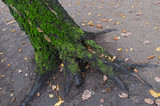 Fototapeta Sawanna - Lower part of the sloping trunk of tree with dark gray bark, overgrown with green soft moss and florid roots, located above the ground, like clawed paw of huge bird surrounded by yellow autumn leaves 
