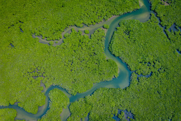 Sticker - Senegal Mangroves. Aerial view of mangrove forest in the  Saloum Delta National Park, Joal Fadiout, Senegal. Photo made by drone from above. Africa Natural Landscape.