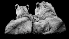 Lion Family With A Black Background